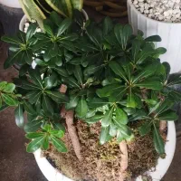 گل طبیعی|گل و گیاه طبیعی|نیشابور, گنبد سبز|دیوار