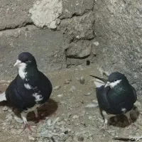 کفتر خوشرنگ|پرنده|اقبالیه, |دیوار