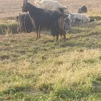 نربز|حیوانات مزرعه|شریف‌آباد, |دیوار