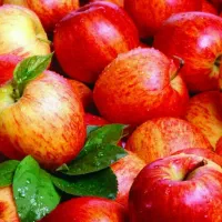 پخش نهال سیب گالا شیرین و پربار