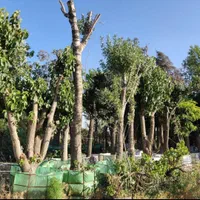 جابجایی درخت بن بالا و نهال پایان کار شهرداری|خدمات باغبانی و درختکاری|تهران, سهروردی|دیوار