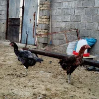خروس و مرغ لاری اصل|حیوانات مزرعه|فراشبند, |دیوار