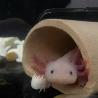 چنگیز|ماهی|یزد, |دیوار