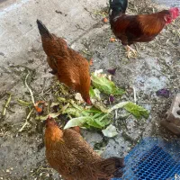 مرغ و خروس جوان