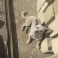 سلام سگ پا کوتا باهوش|سگ|کرمان, |دیوار