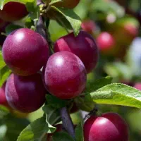 نهال آلو اختری آمریکایی|خدمات باغبانی و درختکاری|نوشین شهر, |دیوار