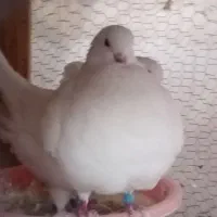 کبوتر کینگ شاهی|پرنده|مهریز, |دیوار