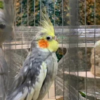 معاوضه با جفت کبوتر|پرنده|تهران, تهرانسر غربی|دیوار