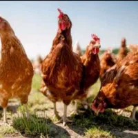 مرغ خانگی فروشی