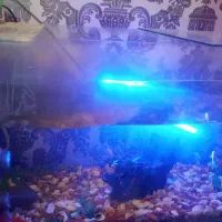 ماهی|ماهی|فولادشهر, B2|دیوار