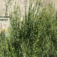 فروش عمده گیاه ریش بز تازه تازه از دل آذربایجان|آرایشی، بهداشتی، درمانی|اهر, |دیوار