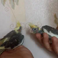 جوجه عروس هلندی