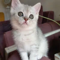 گربه بریتیش