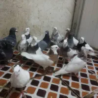 کفتر|پرنده|فیروزآباد (فارس), |دیوار