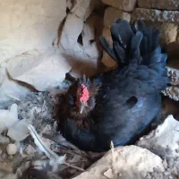 تخم مرغ نطفه دار گلین ریشی|حیوانات مزرعه|بهبهان, |دیوار