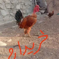 خروس گردن ریت دیلگونی اصل