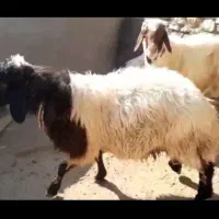 گوسفن کاور ورن قوچ میش