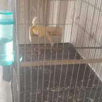 قناری جفت خورده و قناری ماده آماده|پرنده|کرج, اسلامآباد|دیوار