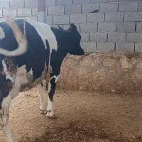 3 راس گاو آبستن نزدیک به زایمان درجه