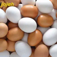 تخم مرغ محلی