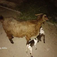 بز دوقلو