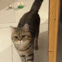 واگذاری گربه