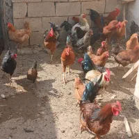 مرغ وخروس