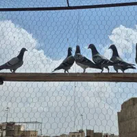 کبوتر پلاکی