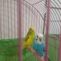 مرغ عشق پرسروصدا