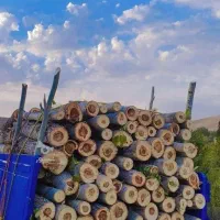خریدار انواع چوب تر خشک  سقفی