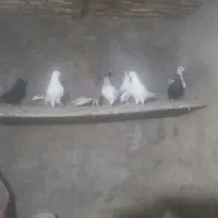 کفتر|پرنده|بشاریات, |دیوار