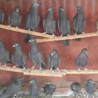 کبوتر کفتر انگلیسی ایرلندی رستاخیز خارجی