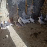 15عدد جوجه 1پرو 2پر