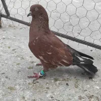 نر تاپ اناری