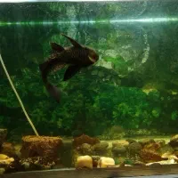 ماهی لجن خوار پلنگی ـ طول ۲۰ تا ۲۵ سانت|ماهی|شیروان (خراسان), |دیوار