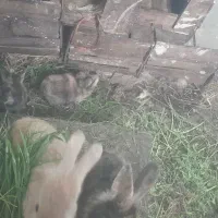 ۳تاخرگوش با۵تابچش