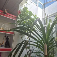 گل طبیعی|گل و گیاه طبیعی|اهر, |دیوار