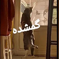 گربه نر dsh گمشده|گربه|تهران, والفجر (افسریه)|دیوار