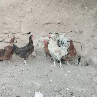 فروش مرغ و خروس و اردک وجوجه|حیوانات مزرعه|خواف, |دیوار