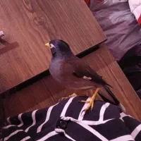 مرغ مینا نر صددرصد