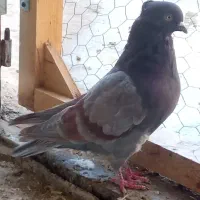 کفتر سرور و پرشی|پرنده|کاشان, لتحر|دیوار