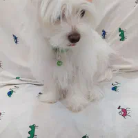 شیتزو تریر عروسک هفت ماهه دختر