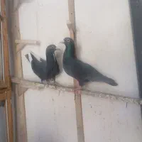 چهارتا کفتر گردن کلفت خوشگل
