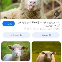 کارگر دامداری( چوپان)