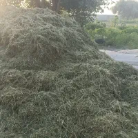 کاه یونجه|خدمات باغبانی و درختکاری|برازجان, |دیوار