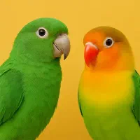 طوطی برزیلی