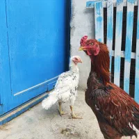 مرغ و خروس لاری  مرغ شاخدار معاوضه