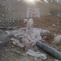 واگذاری سگ|سگ|قم, بنیاد|دیوار