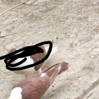 کبوتر.کفتر.گمشده|حیوانات|پاکدشت, پاکدشت (مامازند)|دیوار