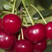 پیشفروش نهال البالو گوشواره ای گلدانی